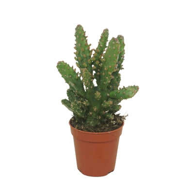 Planta naturala Opuntia tuna (juveniel) H8 cm PS5.5 cm in pamant