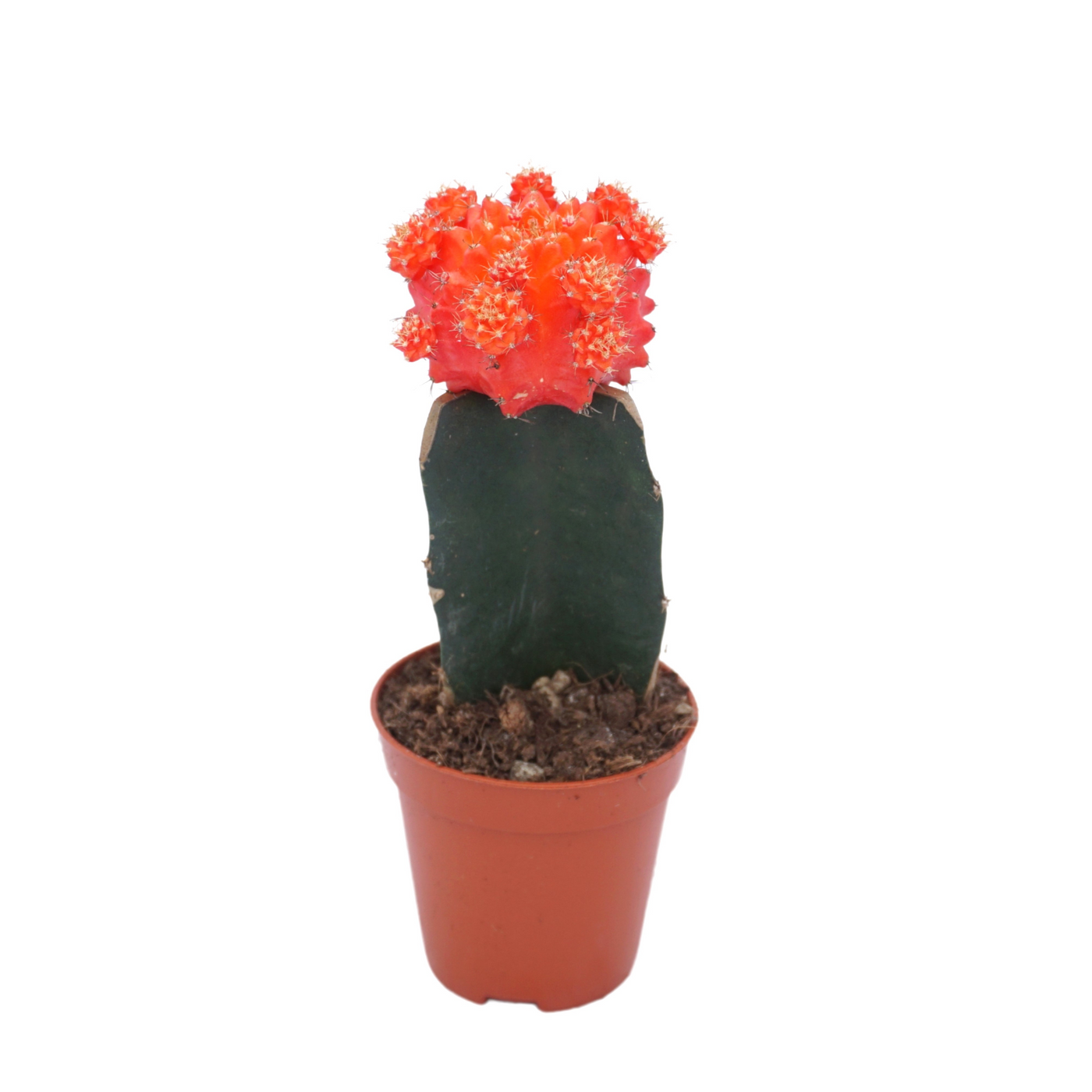 Planta naturala Orange H15cm Gymnocalycium mihanovichii PS5/ in pamant