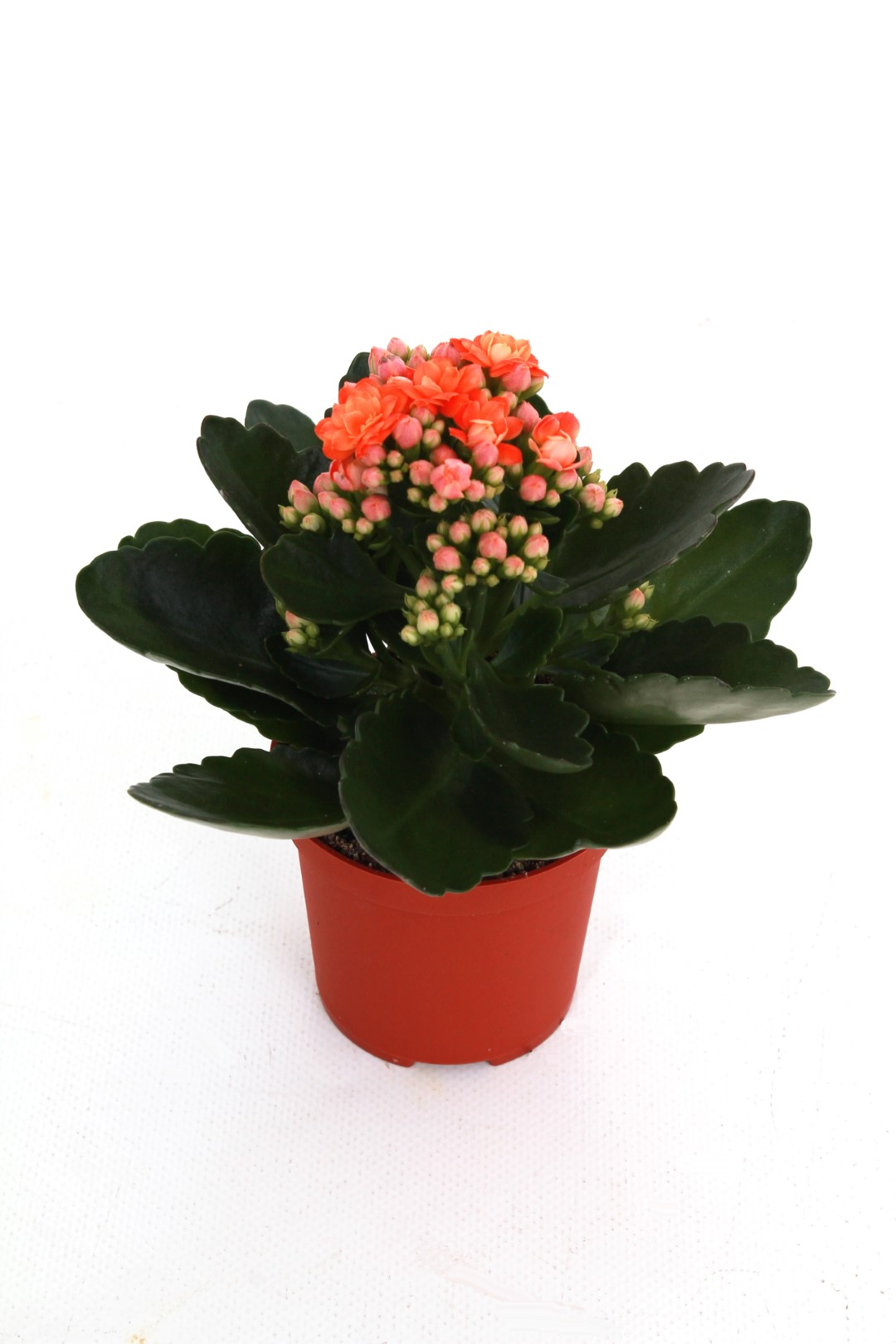 Planta naturala Orange H15cm Kalanchoe Rosalina Don Pedro PS7/ in pamant