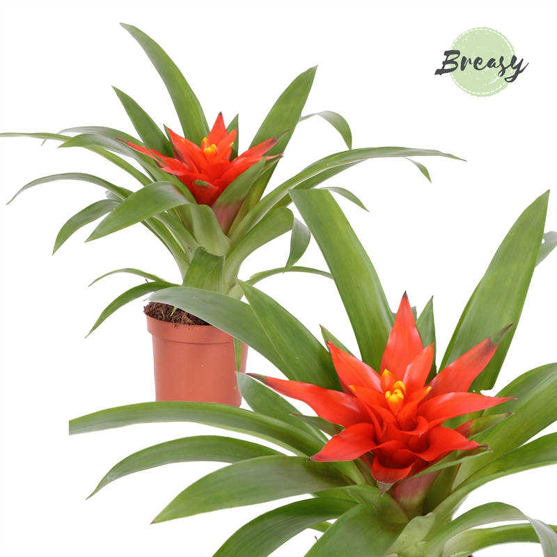 Planta naturala Orange H25cm Guzmania Glow PS9/ in pamant