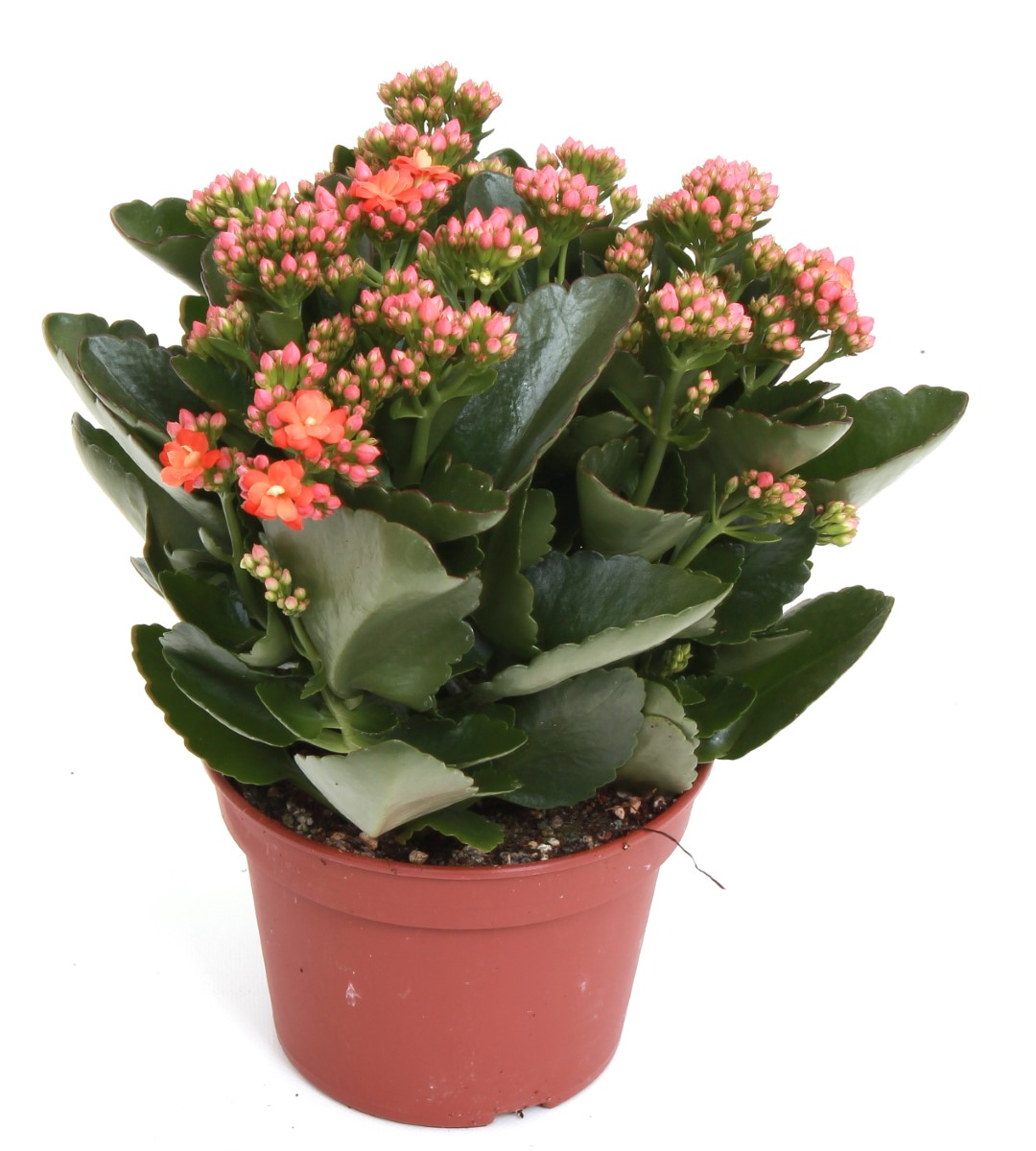 Planta naturala Orange H27cm Kalanchoe Rosalina Don Pedro PS15/ in pamant