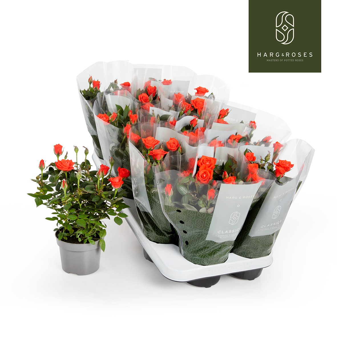 Planta naturala Orange H27cm Rosa Calibra Kordana PS10/ in pamant