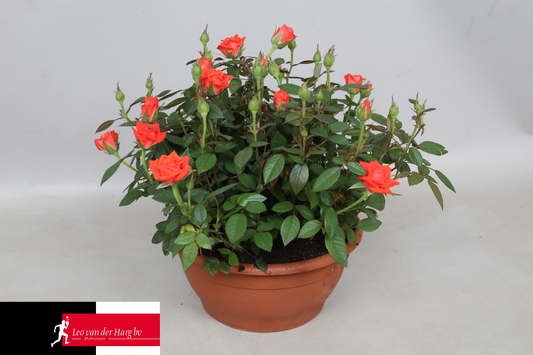 Planta naturala Orange H30cm Rosa Calibra Kordana PS21/ in pamant