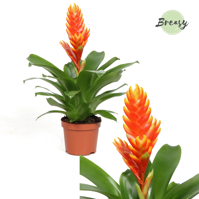 Planta naturala Orange H30cm Vriesea Sparkle PS9/ in pamant