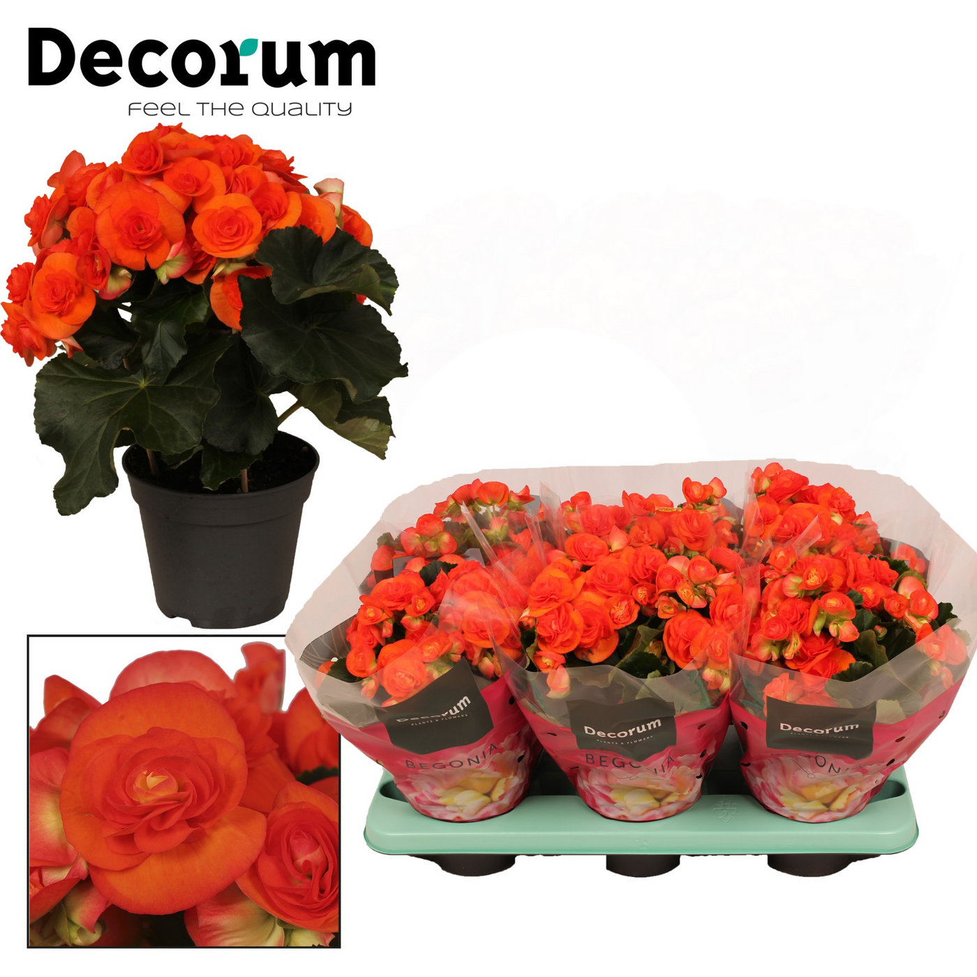 Planta naturala Orange H32cm Begonia 'Reina' PS14/ in pamant