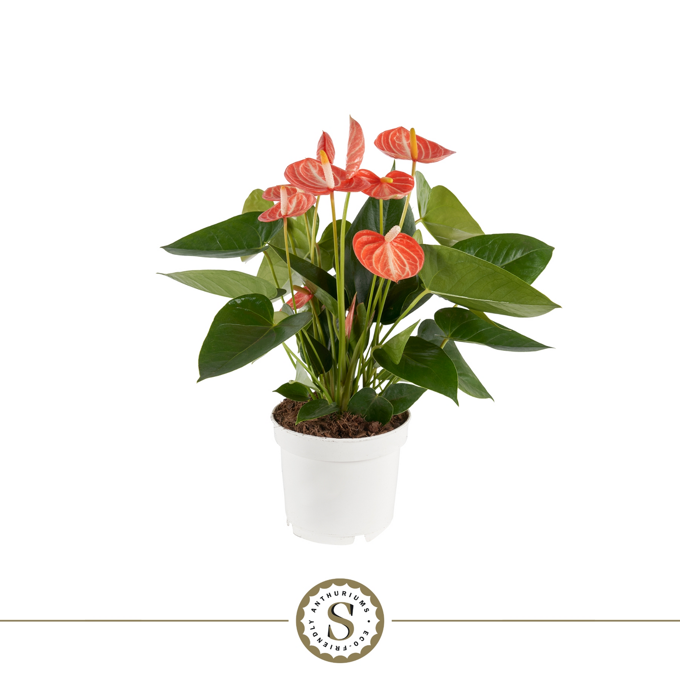 Planta naturala Orange H40cm Anthurium Livium PS12/ in pamant