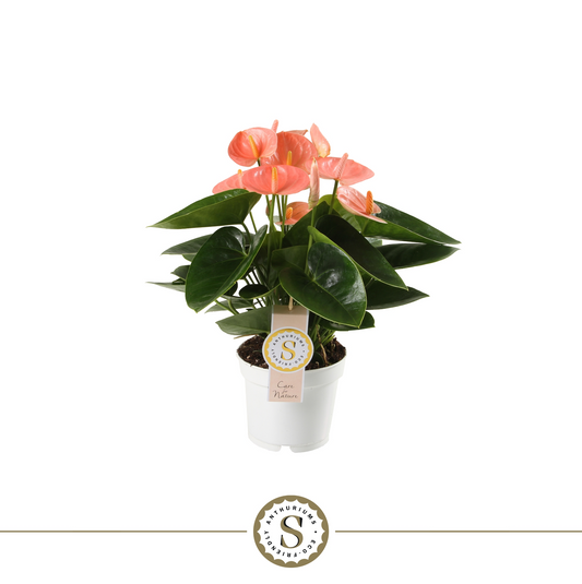 Planta naturala Orange H40cm Anthurium Spirit PS12/ in pamant