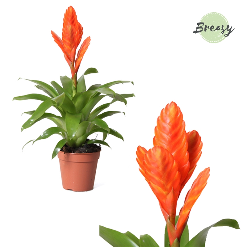 Planta naturala Orange H40cm Vriesea Oberon PS12/ in pamant