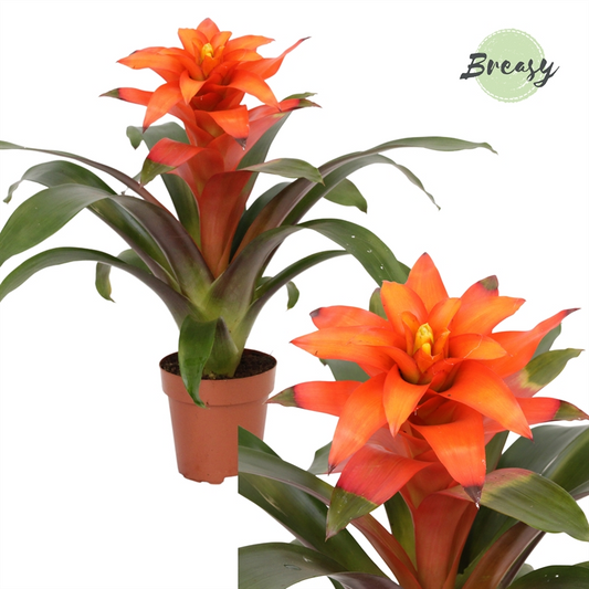 Planta naturala Orange H42cm Guzmania Fiero Orange PS12/ in pamant