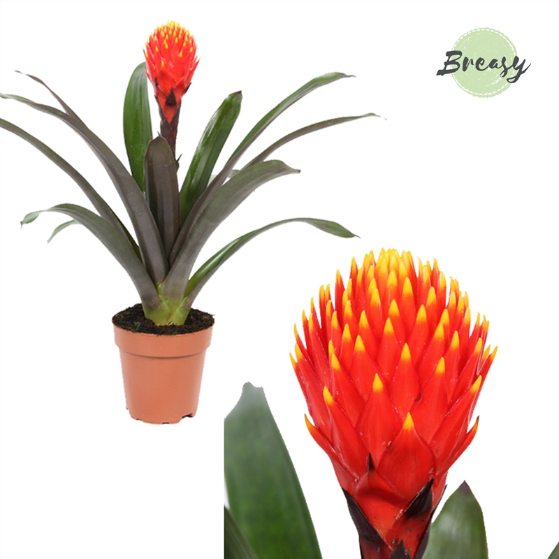 Planta naturala Orange H43cm Guzmania Rockyflower Tala PS12/ in pamant