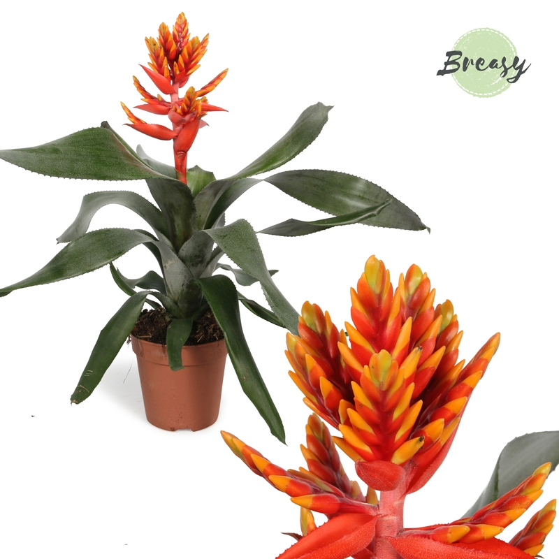 Planta naturala Orange H45cm Aechmea Pepita Elegant Flames PS12/ in pamant