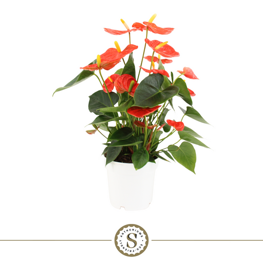 Planta naturala Orange H45cm Anthurium Orange Champion PS14/ in pamant