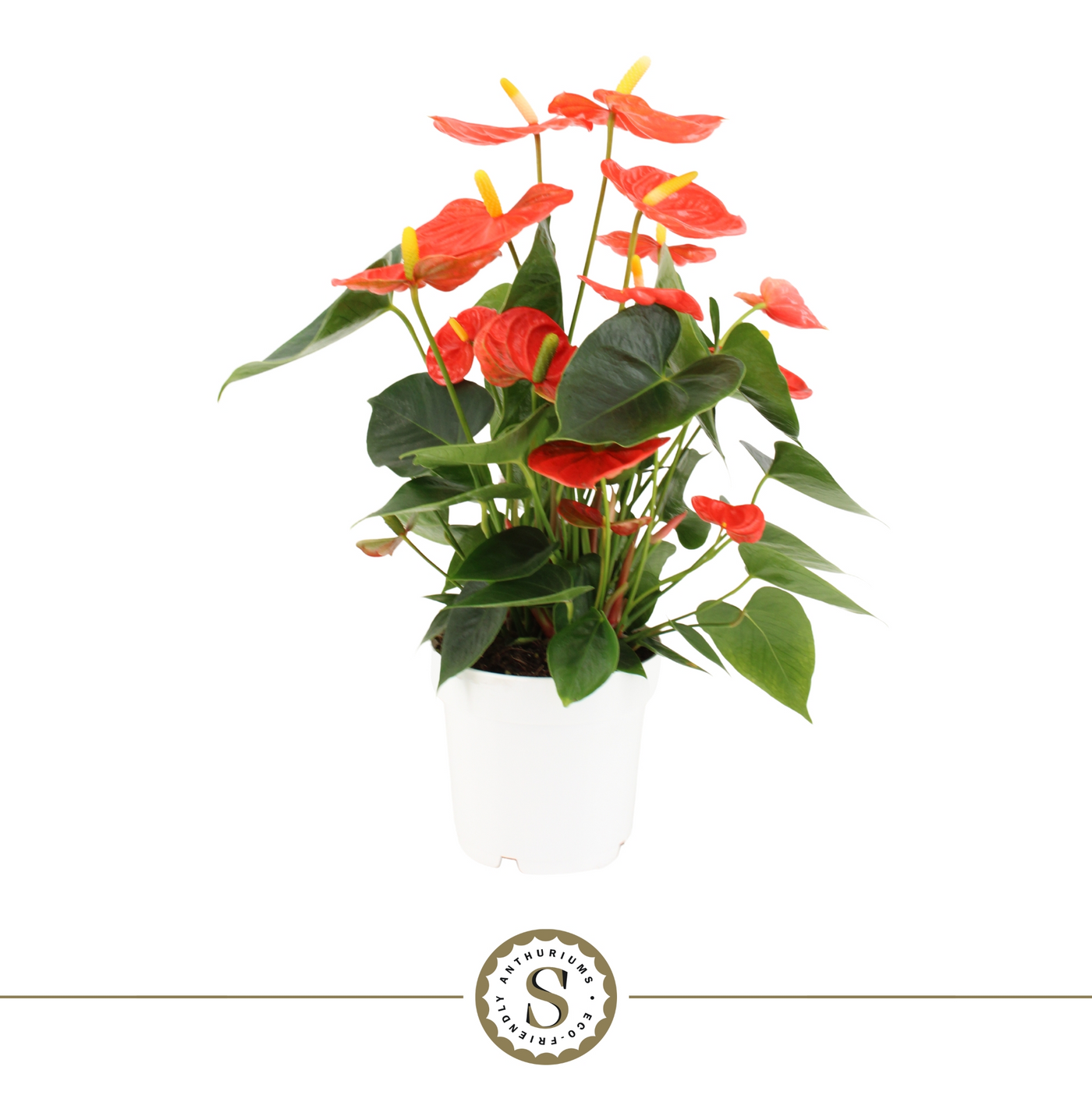 Planta naturala Orange H45cm Anthurium Orange Champion PS14/ in pamant