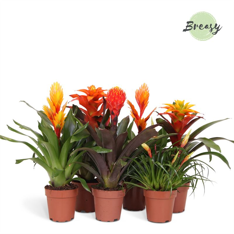 Planta naturala Orange H45cm Bromelia Orange Family PS12/ in pamant