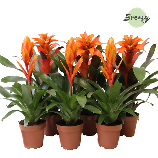 Planta naturala Orange H45cm Bromelia Orange PS12/ in pamant