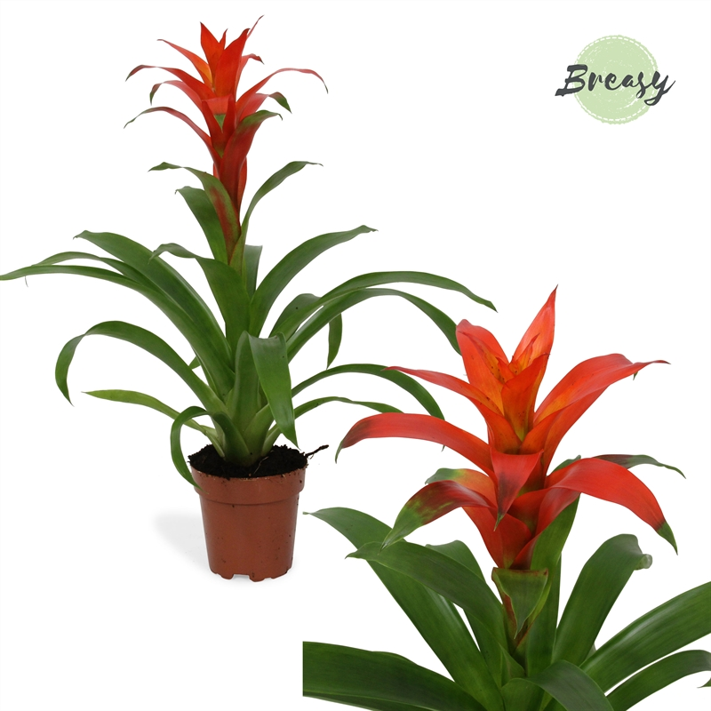 Planta naturala Orange H48cm Guzmania Suerte Orange PS12/ in pamant