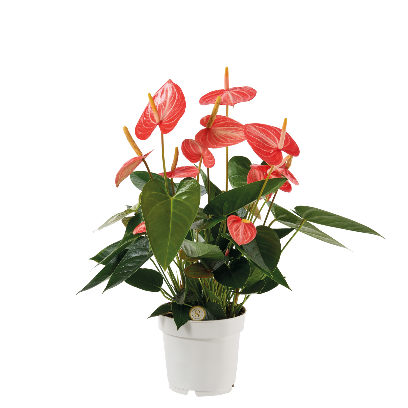 Planta naturala Orange H50cm Anthurium Livium Orange PS14/ in pamant