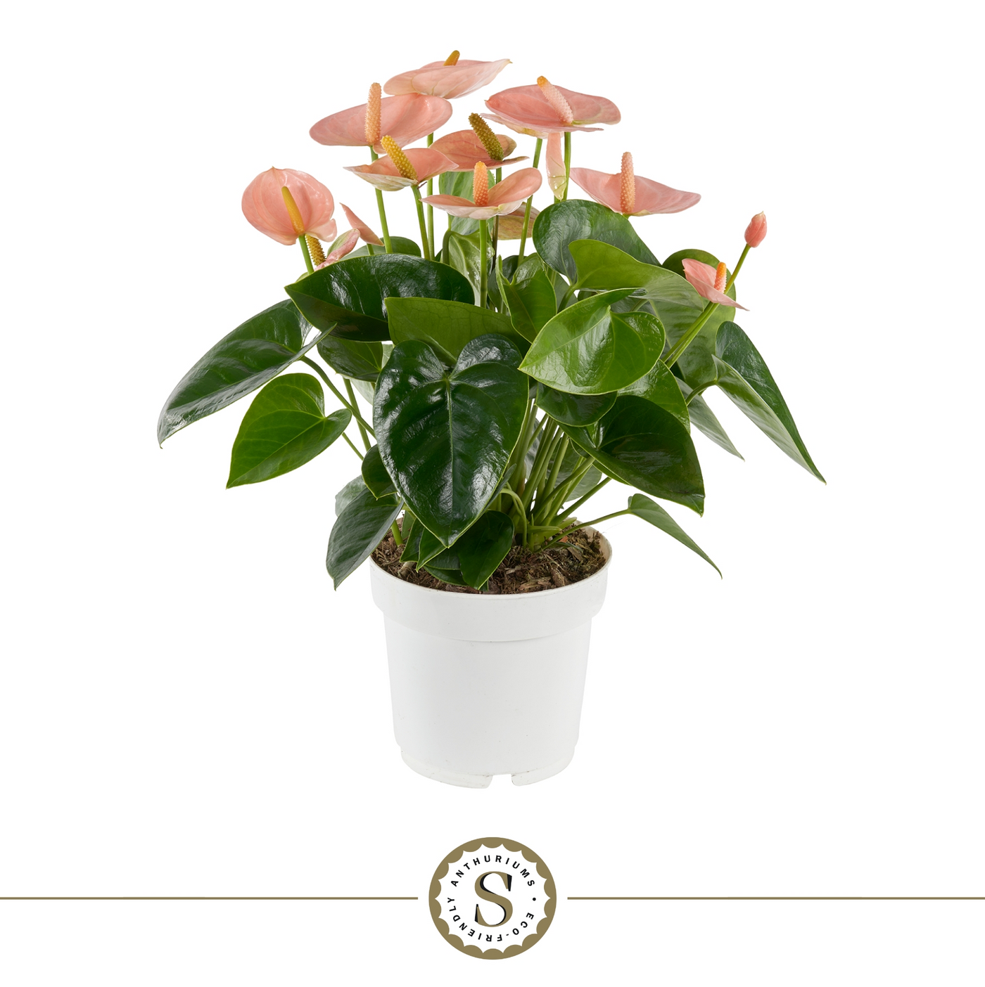 Planta naturala Orange H50cm Anthurium Spirit PS14/ in pamant