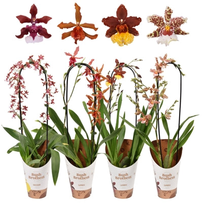 Planta naturala Orchids H60 cm PS12 cm in pamant