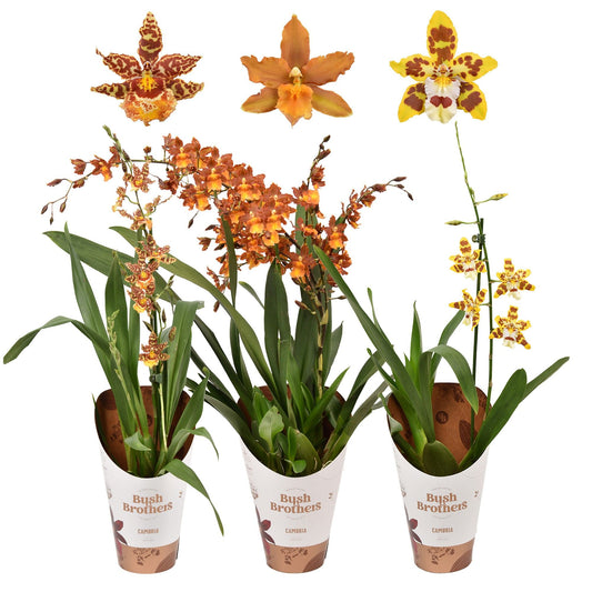 Planta naturala orhidee Cambria xVuylstekeara 'Plush' H55 cm PS12 cm in pamant