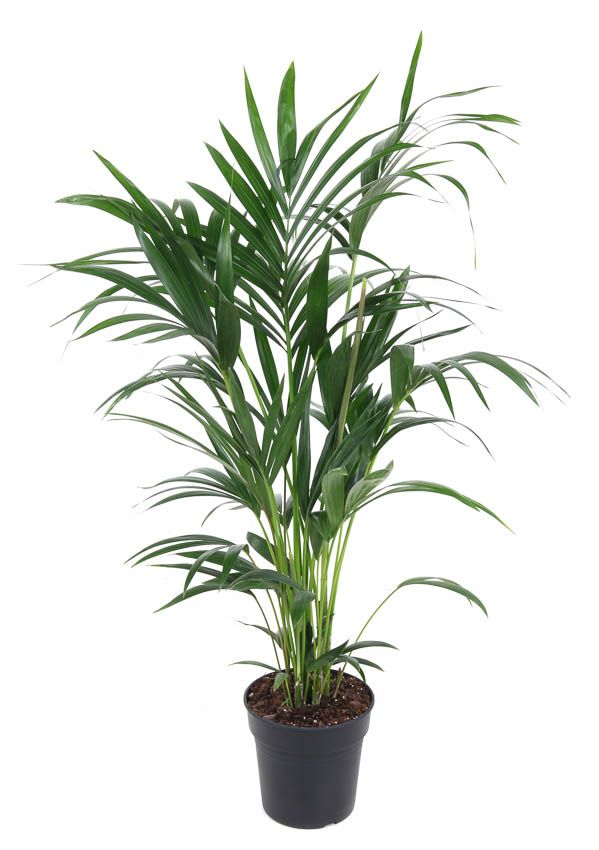 Planta naturala Other H100cm Howea forsteriana PS21/ in pamant
