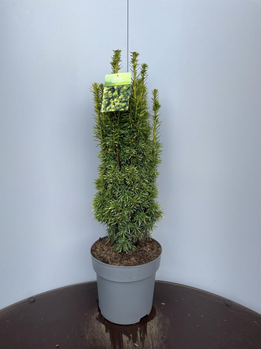 Planta naturala Other H100cm Taxus baccata 'David' PS28/ in pamant