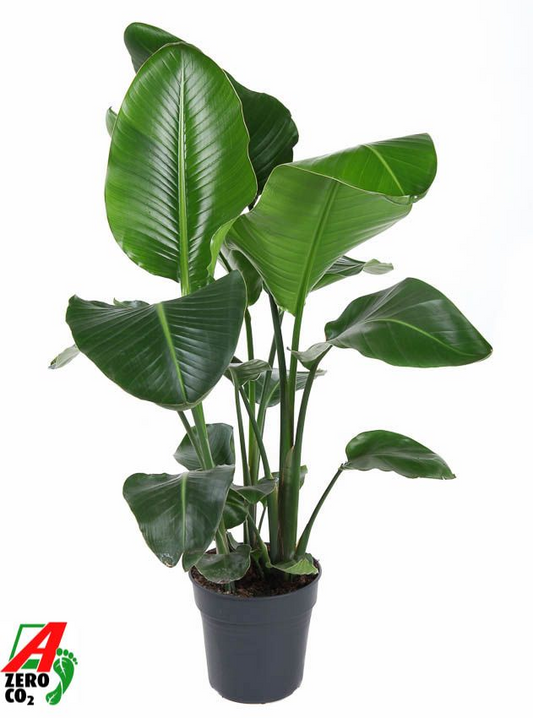 Planta naturala Other H110cm Strelitzia nicolai PS24/ in pamant