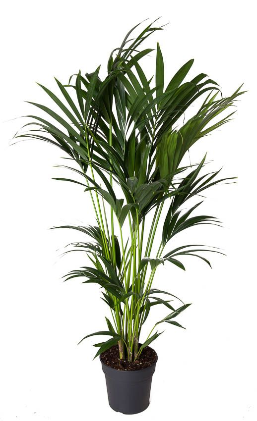 Planta naturala Other H130cm Howea forsteriana PS24/ in pamant