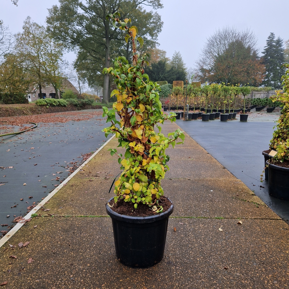 Planta naturala Other H130cm Hydrangea petiolaris PS40/ in pamant