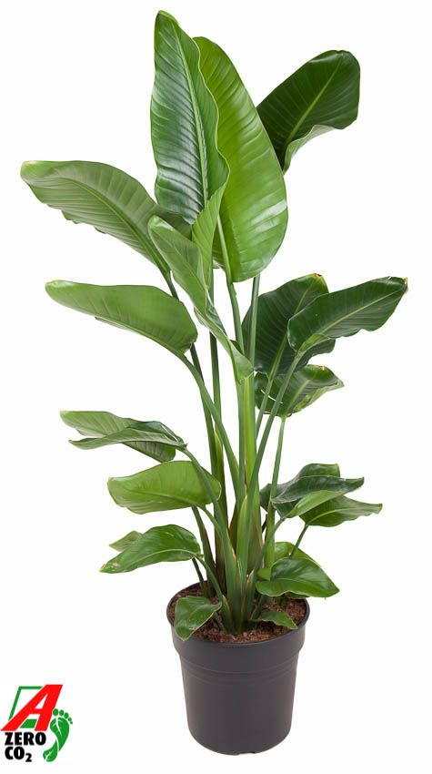 Planta naturala Other H150cm Strelitzia nicolai PS31/ in pamant