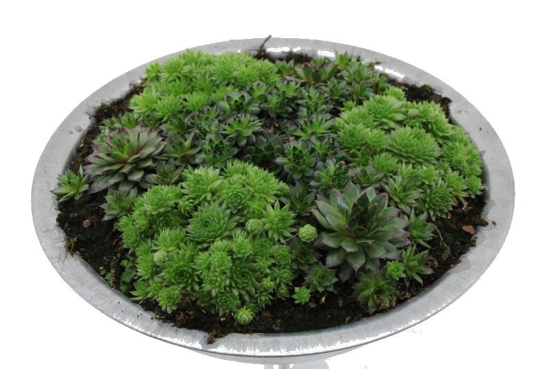 Planta naturala Other H15cm Sempervivum gemengd PS35/ in pamant