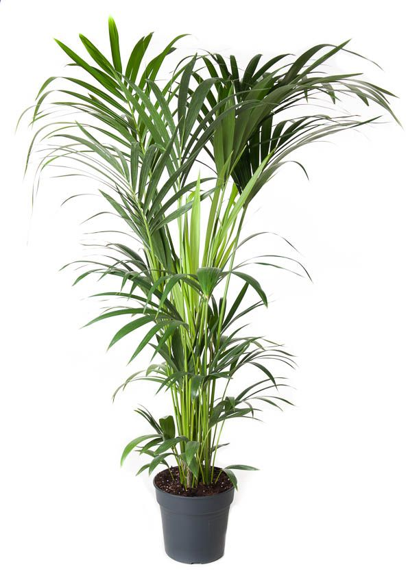 Planta naturala Other H160cm Howea forsteriana PS27/ in pamant