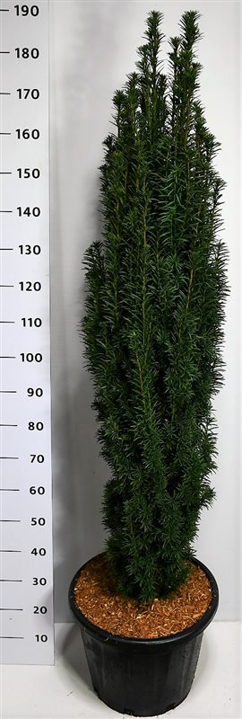 Planta naturala Other H170cm Taxus baccata 'Fastigiata Robusta' PS40/ in pamant