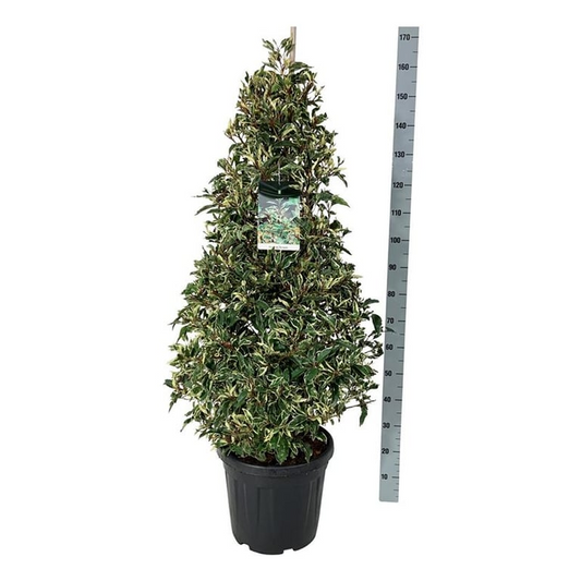 Planta naturala Other H175cm Prunus lusitanica 'Variegata' PS40/ in pamant