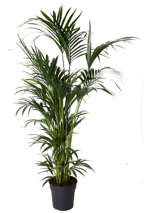 Planta naturala Other H180cm Howea forsteriana PS31/ in pamant