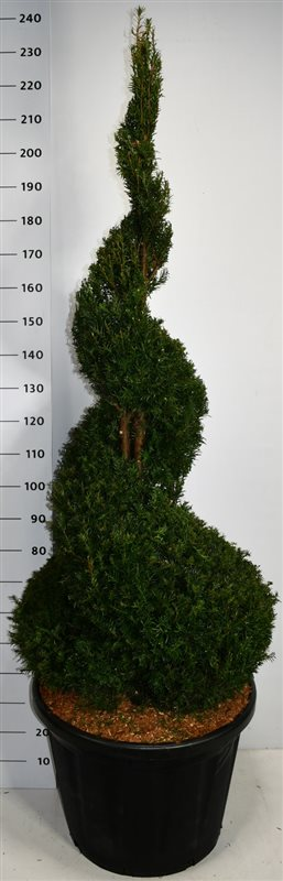 Planta naturala Other H190cm Taxus baccata PS60/ in pamant
