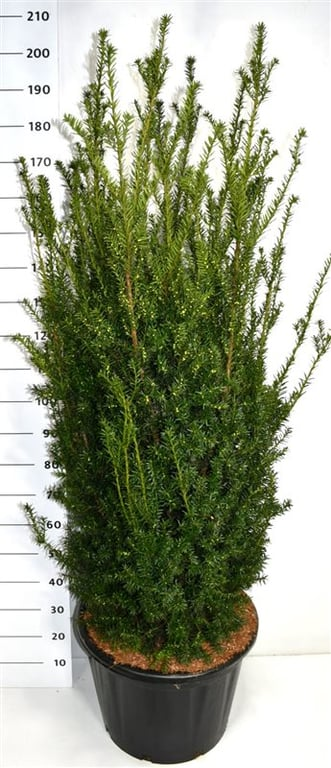 Planta naturala Other H200cm Taxus x media 'Hillii' PS54/ in pamant
