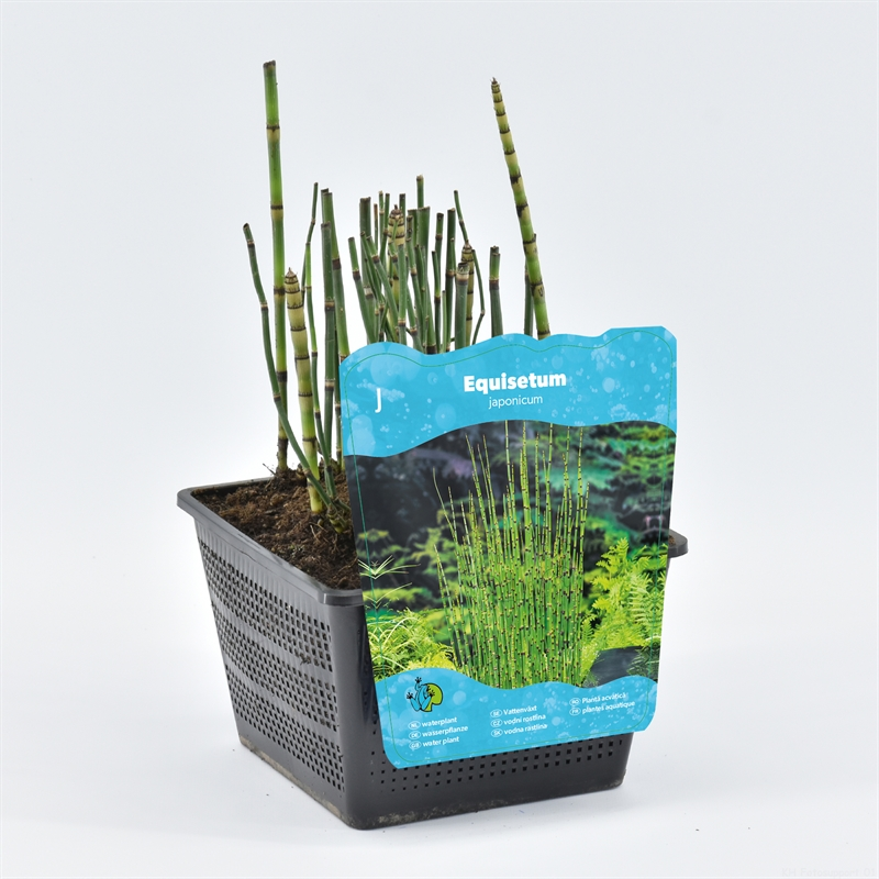 Planta naturala Other H20cm Equisetum hyemale PS18/ in pamant