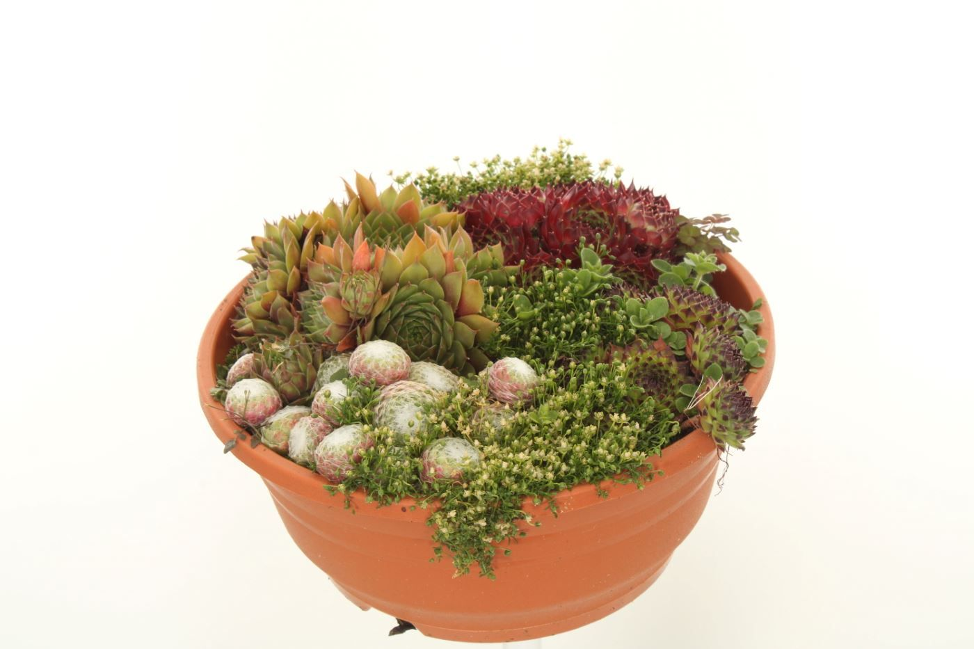 Planta naturala Other H20cm Sempervivum gemengd PS21/ in pamant