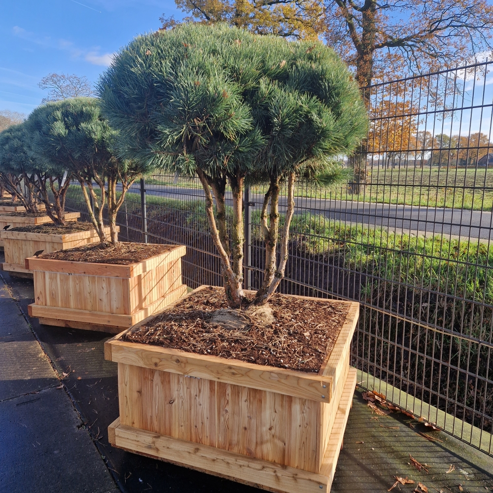 Planta naturala Other H210cm Pinus sylvestris 'Watereri' PS100/ in pamant