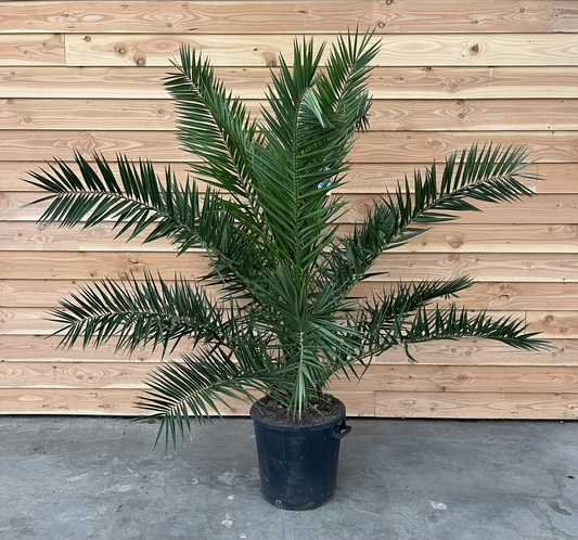 Planta naturala Other H220cm Phoenix canariensis PS50/ in pamant