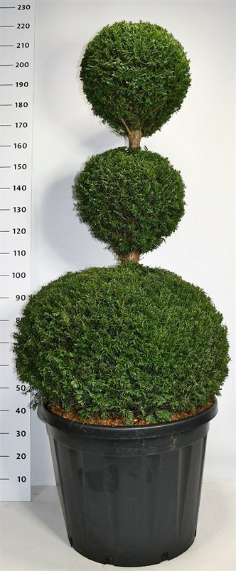 Planta naturala Other H220cm Taxus baccata PS65/ in pamant
