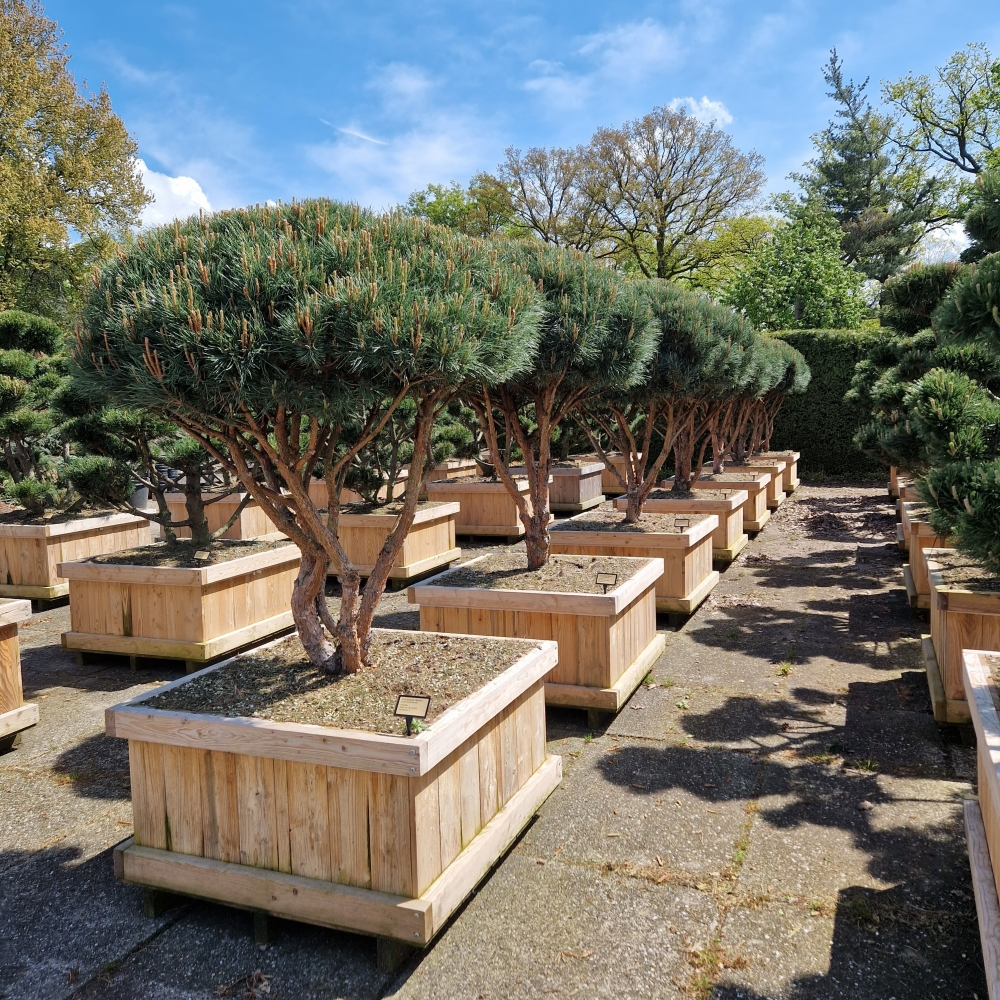 Planta naturala Other H230cm Pinus sylvestris 'Watereri' PS100/ in pamant