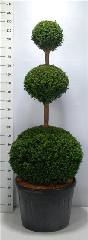 Planta naturala Other H230cm Taxus baccata PS65/ in pamant