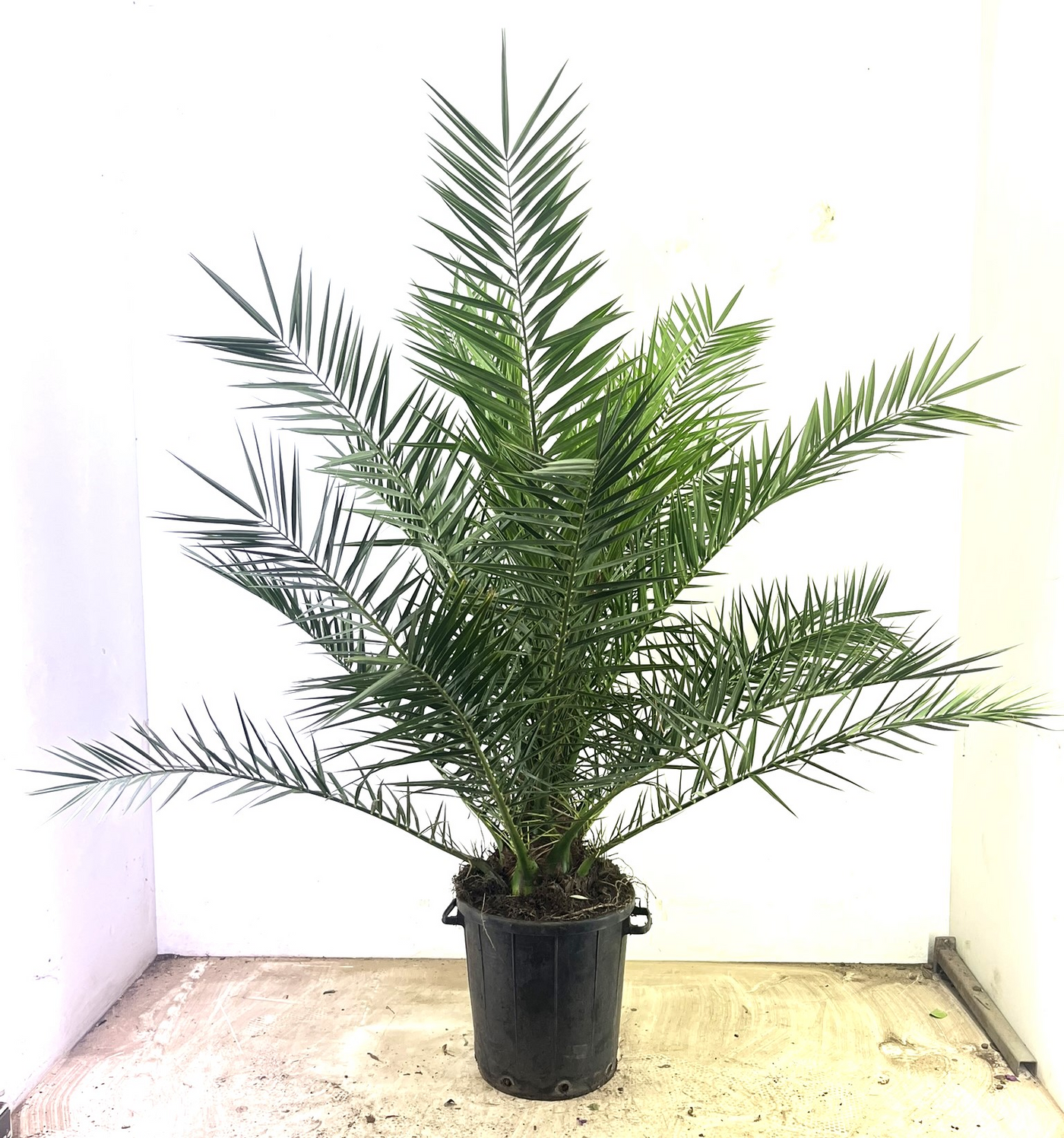 Planta naturala Other H240cm Phoenix canariensis PS40/ in pamant