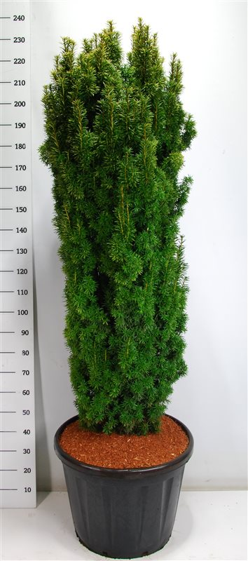 Planta naturala Other H250cm Taxus baccata 'Fastigiata Aurea' PS60/ in pamant