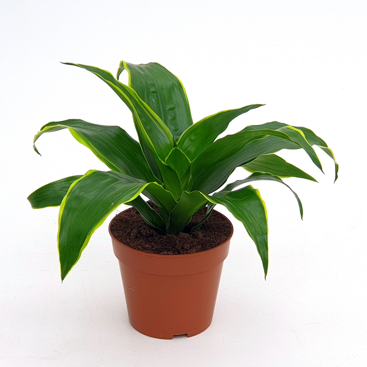 Planta naturala Other H25cm Dracaena fragrans 'Dorado' PS12/ in pamant