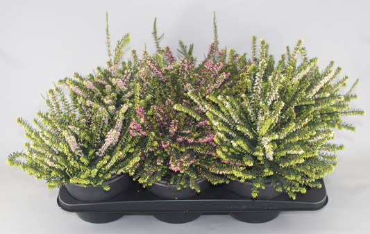 Planta naturala Other H25cm Erica x darleyensis gemengd PS17/ in pamant