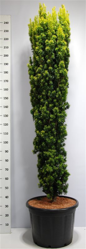 Planta naturala Other H270cm Taxus baccata 'Fastigiata Aurea' PS58/ in pamant