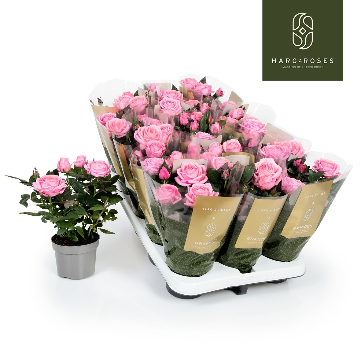 Planta naturala Other H27cm Rosa Adele Kordana Grande PS10/ in pamant